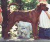 Profil Kanan - Redbone Coonhound berdiri di dinding kecil. Terdapat seorang lelaki dan seorang budak lelaki di belakang mereka menggamit anjing itu.