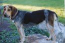 Levi profil - Na skali stoji črno-rumen in bel bluetick coonhound, ki gleda naprej in na levo.