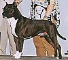 Seekor hitam berkulit putih American Staffordshire Terrier sedang berdiri di atas meja dan seseorang di belakang anjing sedang berusaha untuk memakainya.