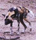 Seekor Anjing Liar Afrika berwarna hitam dan putih sedang berjalan melintasi permukaan tanah. Kepalanya lebih rendah daripada badannya.