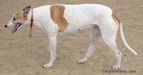 Seekor Greyhound berwarna putih berdiri di atas permukaan tanah dan kelihatan ke kiri. Mulutnya terbuka dan lidah keluar.