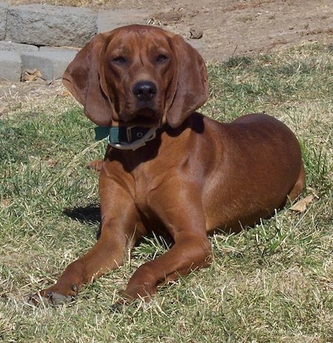 Pes pasme Redbone Coonhound, ki leži v travi in ​​se veseli.