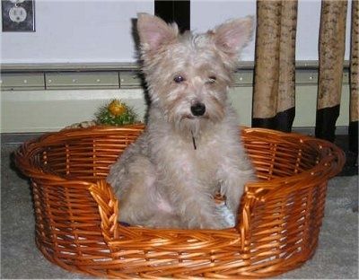 Rjavi pes Snorkie sedi na pleteni košari in gleda navzdol. Ima velika ušesa.
