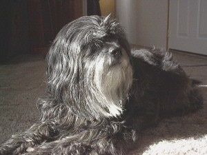 एक लंबा लेपित, तन के साथ सफेद और काले तिब्बती टेरियर एक बिस्तर के पार बिछा रहा है, यह आगे देख रहा है और इसका सिर थोड़ा दाहिनी ओर झुका हुआ है। कुत्ते की काली नाक और गहरी आंखें होती हैं।