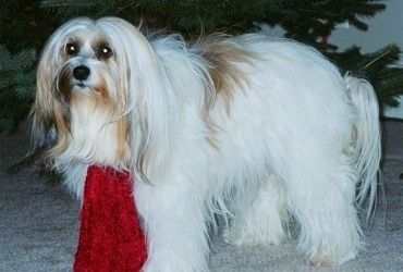 Vänster sida av en långhårig, tjock belagd, vit med solbränna och svart tibetansk terrier som sitter över en matta. Den bär en röd halsduk, den ser fram emot och det finns en julgran bakom den. Hunden har en liten svart näsa och runda ögon.