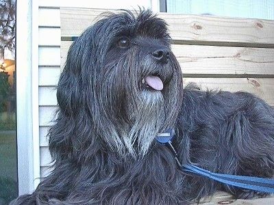 Den forreste venstre side af en sølvgrå tibetansk terrierhund, der ligger på tværs af en træbænk og ser op og til højre med munden åben og tungen stikker ud. Hunden har en lang pels, sorte nej, store runde øjne og et langt skæg.
