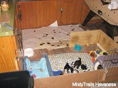 Lima anak anjing duduk di bahagian tidur dari kotak whelping setelah melawat bahagian kecil yang mempunyai kotoran dan kencing di seluruhnya.