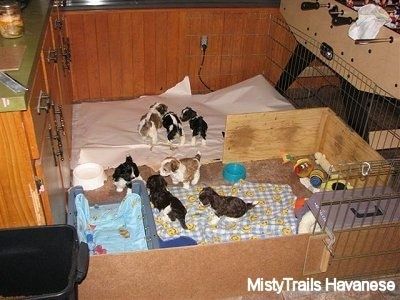 Tiga anak anjing berada di kawasan kertas kotak whelping dan 4 anak anjing berada di kawasan selimut. Kawasan tandas semuanya dibersihkan.