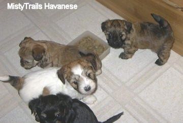 Kiremitli bir zeminde bir kase mama maması etrafında duran dört köpek yavrusu yukarı bakıyorlar.