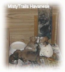 강아지가 그릇에서 먹고 있습니다. 그 뒤에 두 마리의 강아지가 앉아서 서로 놀고 있습니다. 그 뒤에는 댐 감시가 있습니다. 그들은 모두 나무 새끼 용 상자 안에 있습니다.