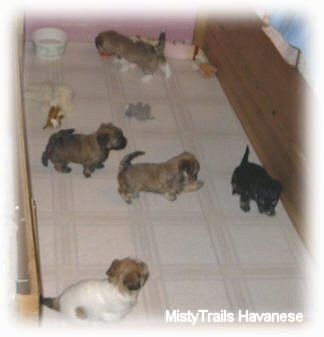 Jedno šteňa kráča k miske s vodou. Pred ním sa hrajú tri šteniatka a pred nimi je šteniatko, ktoré sedí pri stene vo vnútri skrinky na rozmnožovanie.