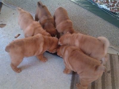 Шест кученца шар-пей ядат от форма за мъфини.