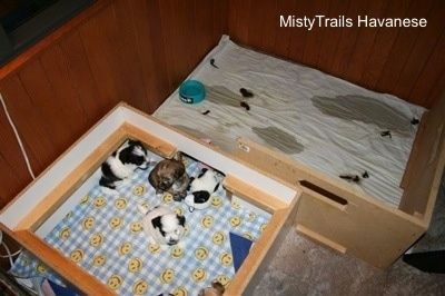 Изглед отгоре надолу на пет кученца в зоната за спане на кутията. Зад тази зона има втора стая с кученце и пикане.
