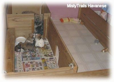 Мали псићи једу храну из посуде у задњем делу дрвене кутије за рађање. Брана их гледа иза.