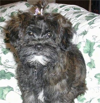Close-up - Een zwart met witte Shih-Poo-puppy zit op een deken, kijkt vooruit en heeft een paarse strik in zijn haar. Zijn gezicht lijkt op een aap.