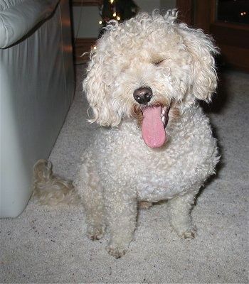 Een gekrulde, bruin met witte Shih-Poo-hond zit op een vloerbedekking, hij kijkt vooruit, zijn kop is naar links gekanteld en hijgt. Zijn ogen zijn gesloten en de hond ziet er blij uit.