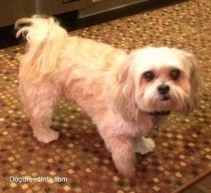 Bên phải của một con chó Shih-Poo màu rám nắng đang đứng trên một tấm thảm, nó đang nhìn lên và hướng về phía trước. Đuôi của nó cuộn tròn trên lưng với một lớp lông dài trên đó.