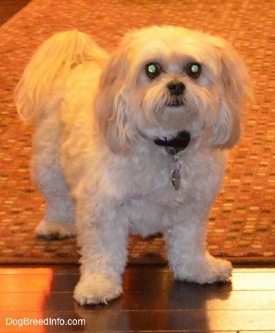 Cận cảnh phía trước - Một con chó Shih-Poo màu rám nắng, phủ mềm, gợn sóng đang đứng trên tấm thảm và sàn gỗ cứng. Nó đang hướng về phía trước và đi lên.