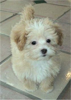 Een pluizig kleurtje met een witte Shih-Poo-puppy ligt op een tegelvloer en hij kijkt ernaar uit.