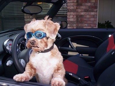 En barbert brun med hvit Shih-Poo hoppes opp mot førersiden av et kjørbart kjøretøy. Hunden har på seg et par blå briller og den ser mot venstre.
