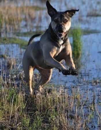 Mặt trước bên phải của một chú chó American Allaunt màu nâu và đen đang nhảy qua một khu vực lầy lội.