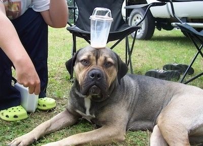 Ruskean ja mustan suuren mastiftityyppisen koiran vasen puoli, joka makaa nurmikolla nurmikkotuolien vieressä, muovikuppi päänsä
