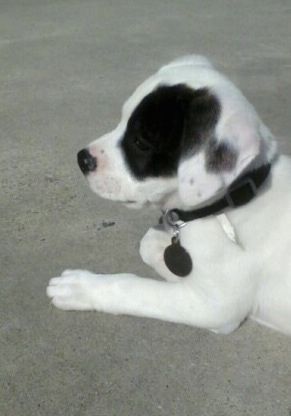 ระยะใกล้ - ด้านซ้ายของลูกสุนัขพันธุ์อเมริกันบูล - ออสซี่สีขาวสีดำที่กำลังนอนอยู่บนพื้นทราย