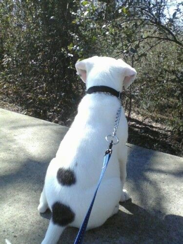 หลังสีขาวกับลูกสุนัขอเมริกันบูล - ออสซี่สีดำที่กำลังนั่งอยู่บนทางเท้าและมันกำลังมองไปที่ต้นไม้