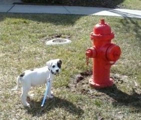 Bahagian kanan putih dengan anak anjing Bull-Aussie Amerika hitam yang berdiri di sebelah pili bomba merah dan ia melihat ke hadapan.