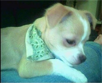 Tutup - Killah anak anjing Chin-wa memakai bandana hijau dan putih sambil berbaring di kaki orang