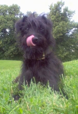 Zamknij widok z przodu - Kudłaty wyglądający, czarny pies Pootalian leży w trawie, liżąc nos.