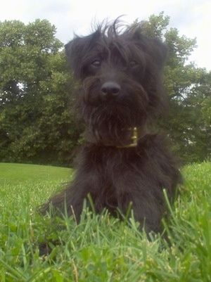 Zamknąć widok z przodu - Kudłaty wyglądający, czarny Pootalian pies leży w trawie z niecierpliwością