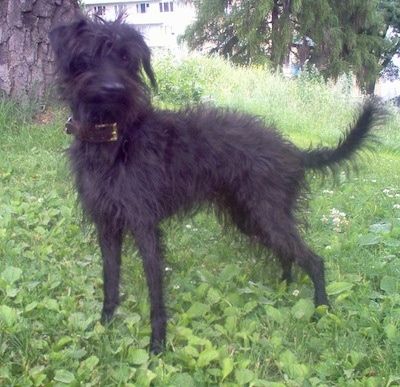 Lewy profil - Kudłaty, czarny pies pootalijski stoi w trawie w cieniu drzewa i patrzy przed siebie.