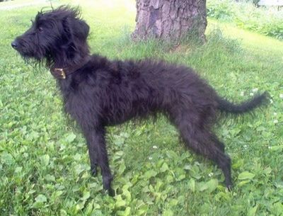 Lewy profil - Kudłaty, czarny pies Pootalia stoi w trawie w cieniu drzewa patrząc w lewo.