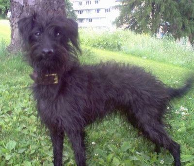 Lewy profil - Kudłaty, czarny pies rasy Pootalian stoi w trawie w cieniu drzewa i patrzy przed siebie.