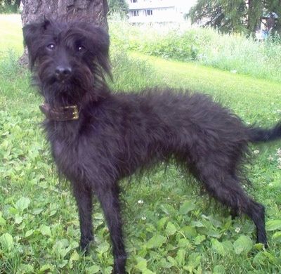 Widok z boku - Kudłaty, czarny, szorstkowłosy pies rasy Pootalian ma na sobie brązową skórzaną obrożę, stojącą na zewnątrz w trawie i chwastach w cieniu drzewa, patrząc przed siebie.