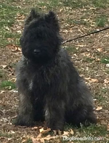 Molly the Bouvier des Flandres Puppy running in leaves and its language is out