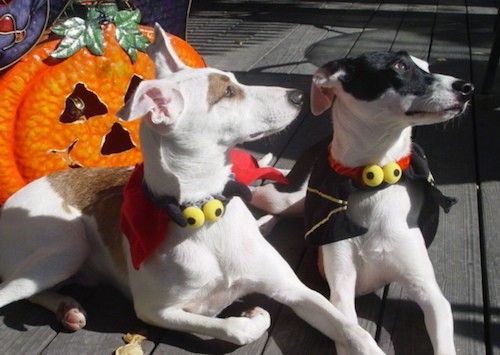 Valkoinen ja ruskea koira, joka makaa mustavalkoisen koiran vieressä, molemmat pukeutuneet Halloween-pukuun ulkona kannella, jossa on jack-o