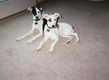 Két kutya, egy fekete-fehér kutya, barnás és fehér kutya mellett, barnaszőnyegen