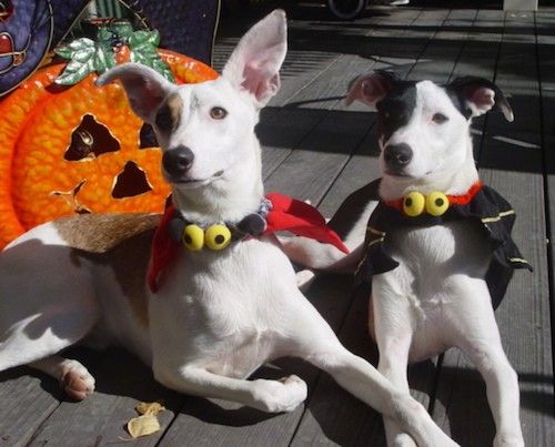To magre hunde, en solbrun og hvid og en sort og hvid, med store ører, mandelformede øjne, sorte næser, lange mundkurv ned på et trædæk klædt i et Halloween-kostume med en jack-o