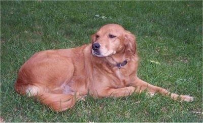 Seitenansicht - Eine rote Labrador / Brittany Spaniel-Mischung liegt im Gras und schaut nach links.