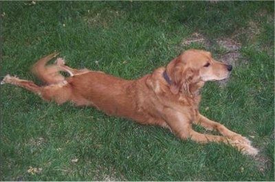 Страничен изглед отгоре, гледащ кучето - червен микс от лабрадор / британски шпаньол се разстила в тревата и гледа напред.