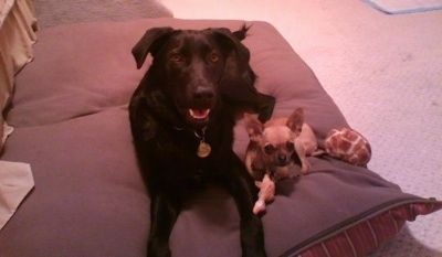 Un Labany negre posa sobre un gran coixí al costat d’una Chihuahua marró. Al costat hi ha una bola que té el color d’una girafa.