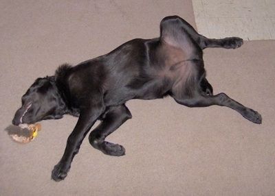 Črni pes Labany leži na hrbtu in grize igračo ob glavi.