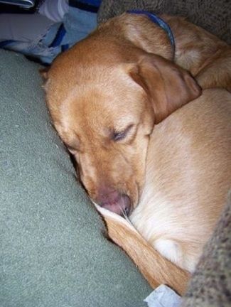 Close Up - สีแทนกับสุนัขลาบานีสีขาวนอนขดตัวเป็นวงกลมบนโซฟา