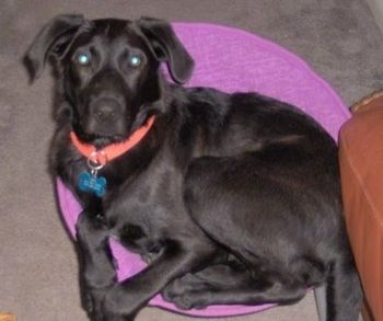 כלב לבני שחור מונח על שטיח שזוף על גבי כרית סגולה ומסתכל למעלה