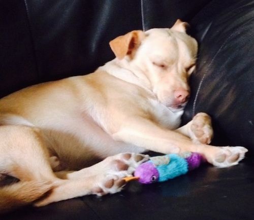 Seekor cokelat dengan anjing Labrahuahua putih sedang tidur di lengan sofa kulit hitam. Terdapat mainan biru ungu dan teal di hadapannya