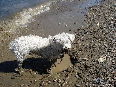 Die rechte Seite eines schlammigen weißen Wauzer-Hundes, der im schlammigen Wasser an einem Strand steht. Es gibt eine kleine Welle hinter dem Hund.