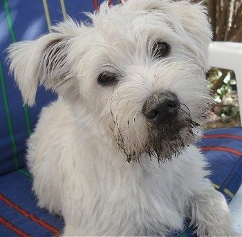 Nahaufnahme - Ein weißer Wauzer-Hund liegt auf einem Plastikstuhl und sein Kopf ist nach links geneigt. Der Hund hat Schlamm auf der Vorderseite seiner Schnauze und auf der Nase und runde dunkle Augen.