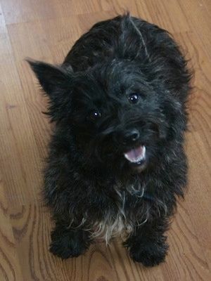 Eine Ansicht von oben nach unten eines schwarzen gestromten Wauzer-Hundes, der auf einem Hartholzboden sitzt. Ihr Mund ist offen und es sieht so aus, als würde sie lächeln. Der Hund hat große schwarze runde Augen und spitze Ohren, die aufstehen.